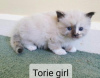 Photo №3. Pure bred Ragdoll Kittens, Seal, red, cream and Tortie. Germany