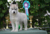 Additional photos: Siberian Husky