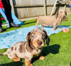 Photo №3. Affordable Miniature Dachshund home bred puppies!. United States