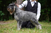 Photo №1. standard schnauzer - for sale in the city of Korolev | 521$ | Announcement № 99533