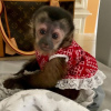 Photo №3. Capuchin monkeys available. Germany