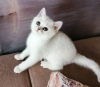 Photo №2 to announcement № 6362 for the sale of british shorthair - buy in Belarus private announcement