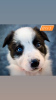 Photo №4. I will sell border collie in the city of Bönningstedt. breeder - price - 581$