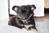 Photo №2 to announcement № 17613 for the sale of chihuahua - buy in Belarus from nursery, breeder