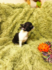 Photo №1. chihuahua - for sale in the city of Kharkov | 544$ | Announcement № 10475