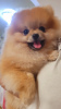 Photo №1. pomeranian - for sale in the city of Belgrade | negotiated | Announcement № 67909
