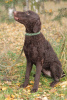 Photo №2 to announcement № 43429 for the sale of curly-coated retriever - buy in Russian Federation private announcement