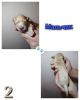 Photo №4. I will sell english cocker spaniel in the city of Lyubertsy. private announcement - price - 270$
