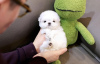 Photo №3. Maltese , 1 months old Pure breed. United States