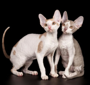 Photo №2 to announcement № 898 for the sale of cornish rex - buy in Russian Federation private announcement