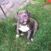 Photo №2 to announcement № 68934 for the sale of american bully - buy in Russian Federation private announcement