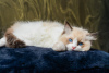 Additional photos: Pedigree Ragdoll kittens champion parents