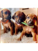 Photo №4. I will sell rhodesian ridgeback in the city of Aarau. private announcement - price - 2366$