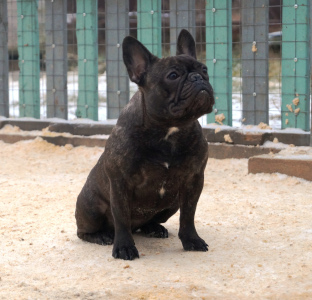 Photo №3. Young French bulldog is waiting for owners. Russian Federation