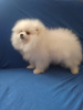 Photo №1. pomeranian - for sale in the city of Kiev | 1500$ | Announcement № 10706