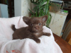 Photo №2 to announcement № 9664 for the sale of chihuahua - buy in Ukraine breeder