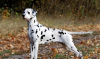 Additional photos: Dalmatian puppy with pedigree and parents champions https // obyava.ua / ru /