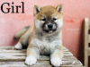 Photo №1. shiba inu - for sale in the city of Budapest | negotiated | Announcement № 50606