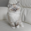 Photo №1. ragdoll - for sale in the city of Berlin | Is free | Announcement № 126801