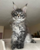 Photo №3. mainecoon kittens for free adoption. Germany