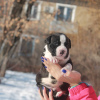 Photo №4. I will sell american staffordshire terrier in the city of Volgograd. from nursery - price - 672$