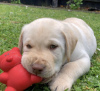 Photo №2 to announcement № 19783 for the sale of labrador retriever - buy in United States breeder