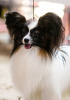Photo №1. papillon dog - for sale in the city of Гродна | 1585$ | Announcement № 37392