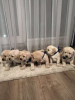 Additional photos: Labrador Retriever, beautiful puppies