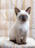 Photo №1. birman - for sale in the city of Berlin | Is free | Announcement № 126146