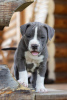 Photo №1. american bully - for sale in the city of Kazan | 2025$ | Announcement № 11918