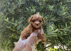 Photo №1. poodle (toy) - for sale in the city of Prague | negotiated | Announcement № 96512