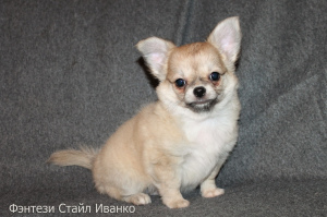 Photo №1. chihuahua - for sale in the city of Pinery | 130$ | Announcement № 1912