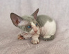 Photo №1. sphynx-katze - for sale in the city of St. Petersburg | 195$ | Announcement № 50436