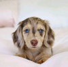 Photo №2 to announcement № 113002 for the sale of dachshund - buy in Finland 