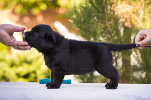 Photo №4. I will sell labrador retriever in the city of Vinnitsa. from nursery, breeder - price - Negotiated