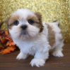 Photo №2 to announcement № 111503 for the sale of shih tzu - buy in Russian Federation 