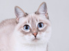 Photo №3. Tender blue-eyed cat Cindy.. Russian Federation