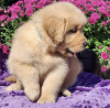 Photo №3. golden retriever. United States