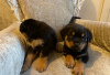 Photo №4. I will sell rottweiler in the city of Kiev. private announcement - price - 400$