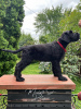 Additional photos: Giant Schnauzer puppies (3 months)