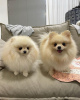 Photo №2 to announcement № 98100 for the sale of pomeranian - buy in Austria private announcement