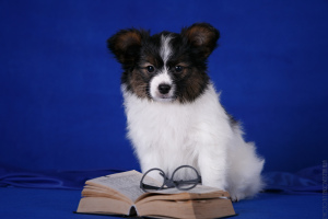 Photo №4. I will sell papillon dog in the city of Kirov. from nursery - price - 30000$