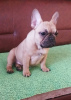 Photo №3. French bulldog puppies. Serbia