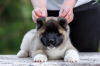 Photo №1. american akita - for sale in the city of Москва | negotiated | Announcement № 121052