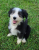 Photo №2 to announcement № 110091 for the sale of bearded collie - buy in United States 