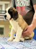 Photo №2 to announcement № 106664 for the sale of st. bernard - buy in Serbia breeder