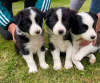 Photo №1. border collie - for sale in the city of Berlin | negotiated | Announcement № 23913