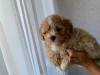 Additional photos: Maltipoo f1 min, delivery, bargaining, maltipoo f1