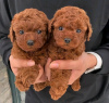 Photo №1. poodle (toy) - for sale in the city of Мюнхен-Флугхафен | 291$ | Announcement № 30009
