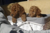 Photo №2 to announcement № 124059 for the sale of poodle (toy) - buy in Serbia breeder